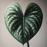 Anthurium clarinervium featured image with white veining
